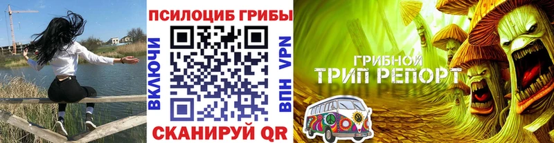 Псилоцибиновые грибы Cubensis  Нязепетровск 